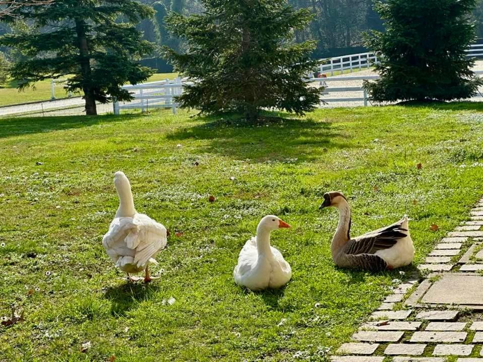Agriturismo Il Boschetto Ornago Exterior foto